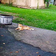 Reesy joined the competition — help win amazing prizes! cat, orange_tabby, outdoor, grass, shed, concrete, driveway, relaxing, animal, pet, nature, leaf, tree, sunlight, daytime, quiet, resting, feline, backyard, weathered