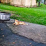 cat, orange_tabby, outdoor, grass, shed, concrete, driveway, relaxing, animal, pet, nature, leaf, tree, sunlight, daytime, quiet, resting, feline, backyard, weathered
