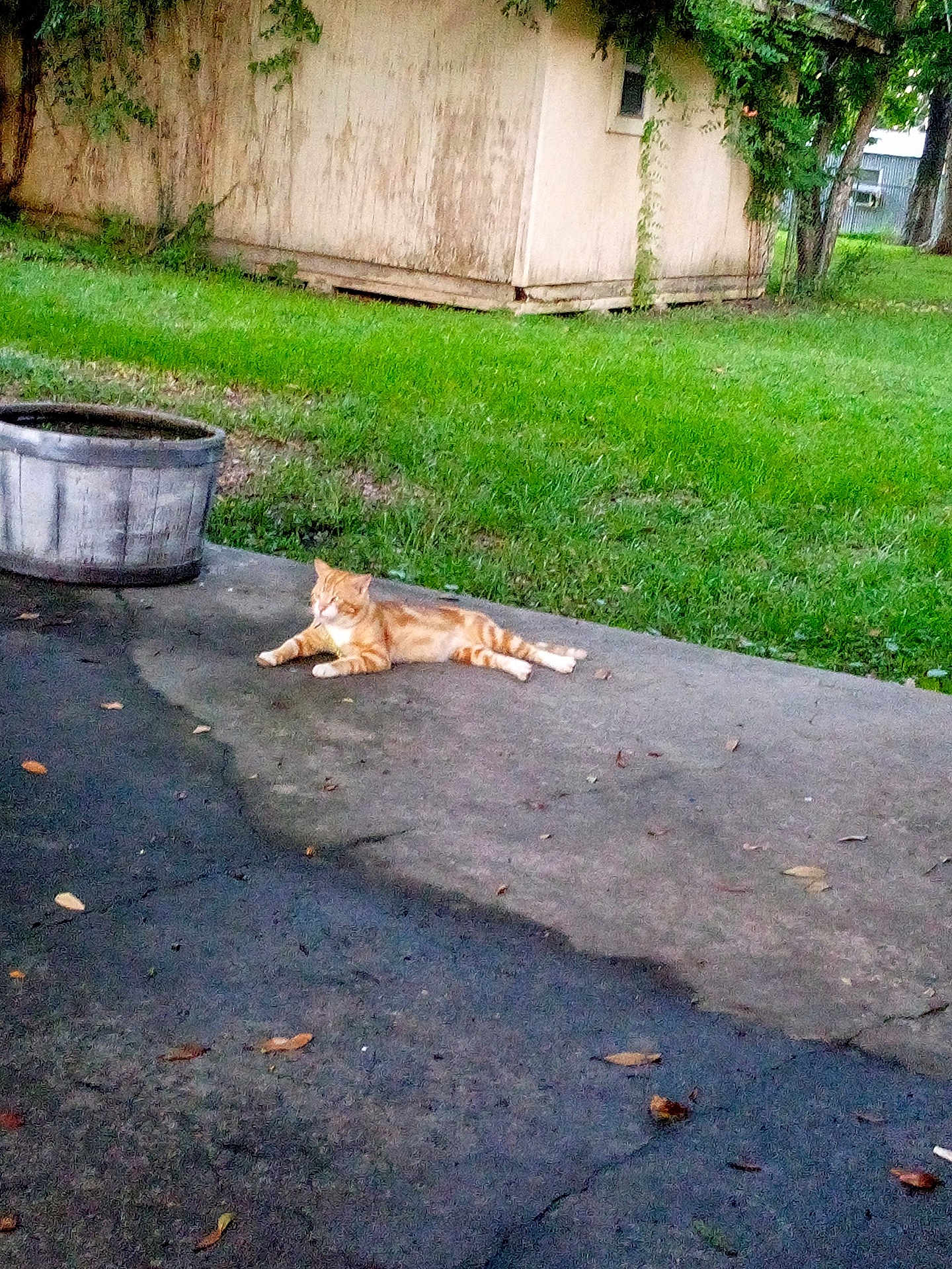 Reesy joined the competition — help win amazing prizes! cat, orange_tabby, outdoor, grass, shed, concrete, driveway, relaxing, animal, pet, nature, leaf, tree, sunlight, daytime, quiet, resting, feline, backyard, weathered