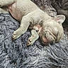 adorable, animal, blanket, closeup, companion, cozy, cute, dog, fur, indoor, nap, peaceful, pet, puppy, relaxed, resting, sleeping, soft, texture, young