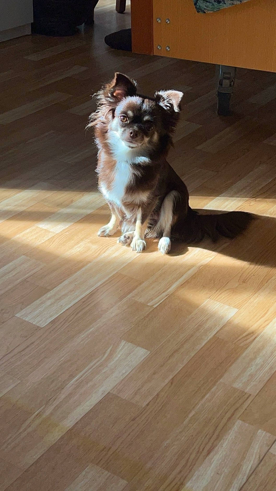 Stella