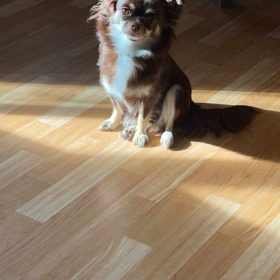 Stella