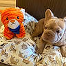 Bella is registered to the contest to win money with this photo: animal, companion, cushion, cute, dog, dog_bed, ears, fabric, indoor, light_brown, orange_cat_toy, pattern, pet, plush_toy, puppy, relaxing, snout, stuffed_animal, toy, wooden_floor