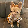 Bella is registered to the contest to win money with this photo: animal, autumn, bow, companion, costume, couch, cute, dog, domestic_animal, ears, fashion, french_bulldog, fur, indoor, leaf_pattern, pet, portrait, puppy, sitting, small_dog