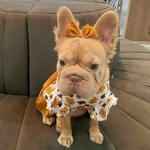 Bella