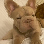 Bella joined the competition — help win amazing prizes! animal, brown_dog, close_up, companion, cute, dog, domestic_animal, ears, fur, indoors, laying_down, mammal, pet, pillow, puppy, relaxed, sleepy, snout, wrinkles, young