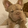 animal, brown_dog, close_up, companion, cute, dog, domestic_animal, ears, fur, indoors, laying_down, mammal, pet, pillow, puppy, relaxed, sleepy, snout, wrinkles, young