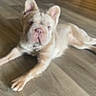 animal, canine, cute, dog, domestic, ears, floor, four_legs, fur, home, indoor, light_fur, lying_down, mammal, pet, puppy, resting, snout, wooden_floor, young_dog