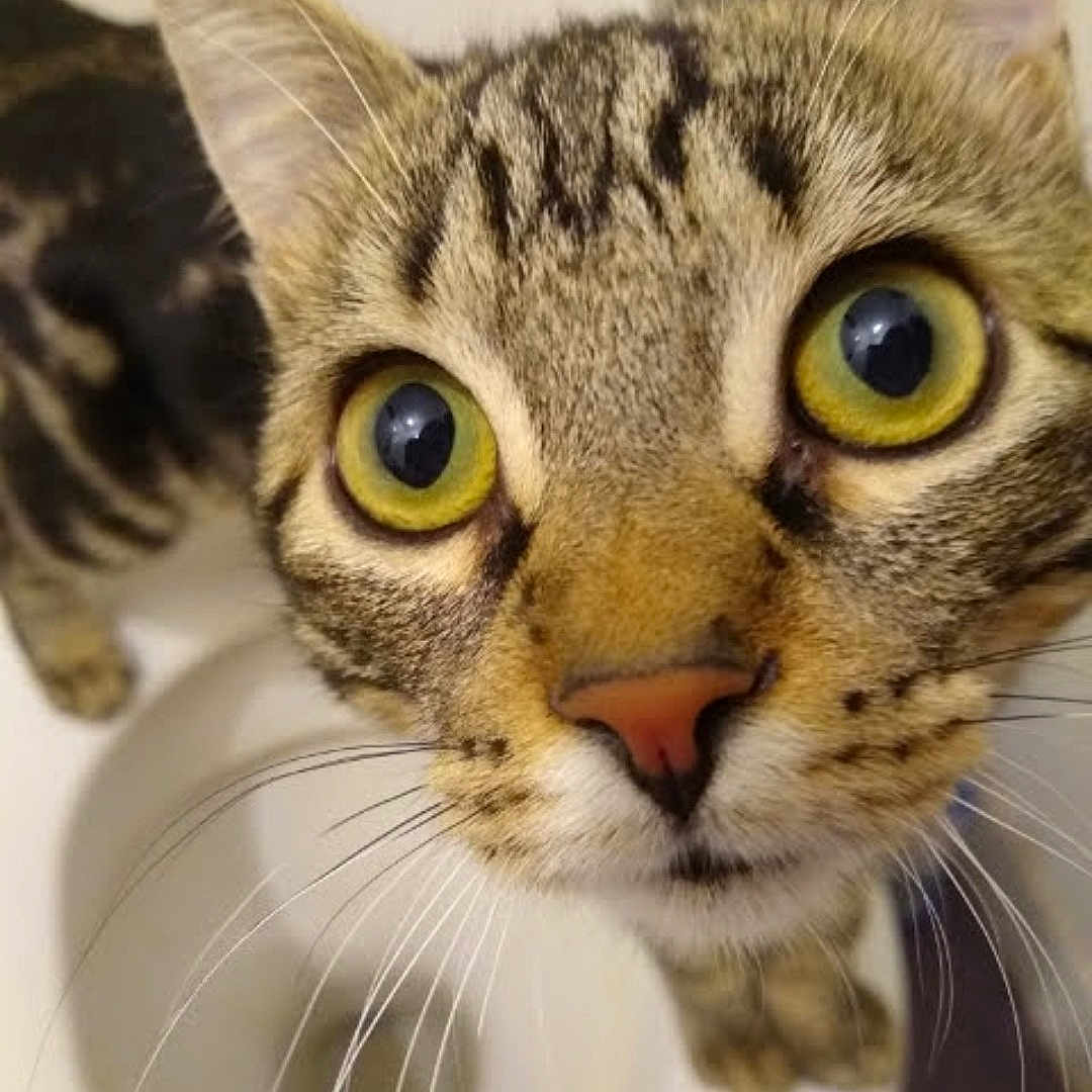 Zibui a rejoint le concours — aidez-le/la à gagner de superbes lots ! animal, cat, close_up, curious, domestic_cat, ears, face, feline, focus, fur, indoor, looking_up, mammal, nose, pet, portrait, tabby, whiskers, wide_eyes, yellow_eyes