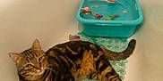 Zibui a rejoint le concours — aidez-le/la à gagner de superbes lots ! cat, tabby_cat, bathtub, bathroom, toys, plastic_basin, water, decorative_stones, faucet, bath_products, tiles, relaxed, pet, indoor, animal, fur, whiskers, paws, tail, floor_mat