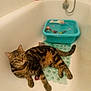 cat, tabby_cat, bathtub, bathroom, toys, plastic_basin, water, decorative_stones, faucet, bath_products, tiles, relaxed, pet, indoor, animal, fur, whiskers, paws, tail, floor_mat