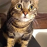 Zibui a rejoint le concours — aidez-le/la à gagner de superbes lots ! cat, tabby, animal, pet, whiskers, fur, ears, eyes, curious, standing, closeup, indoor, mammal, feline, face, striped, cute, alert, domestic_cat, portrait