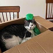 Henry is registered to the contest to win money with this photo: animal, black_and_white_cat, bubble_wrap, cardboard_box, cat, cozy, curious, domestic, fur, furniture, household, indoor, looking_at_camera, pet, relaxed, sitting, table, whiskers, white_wall, wooden_chair