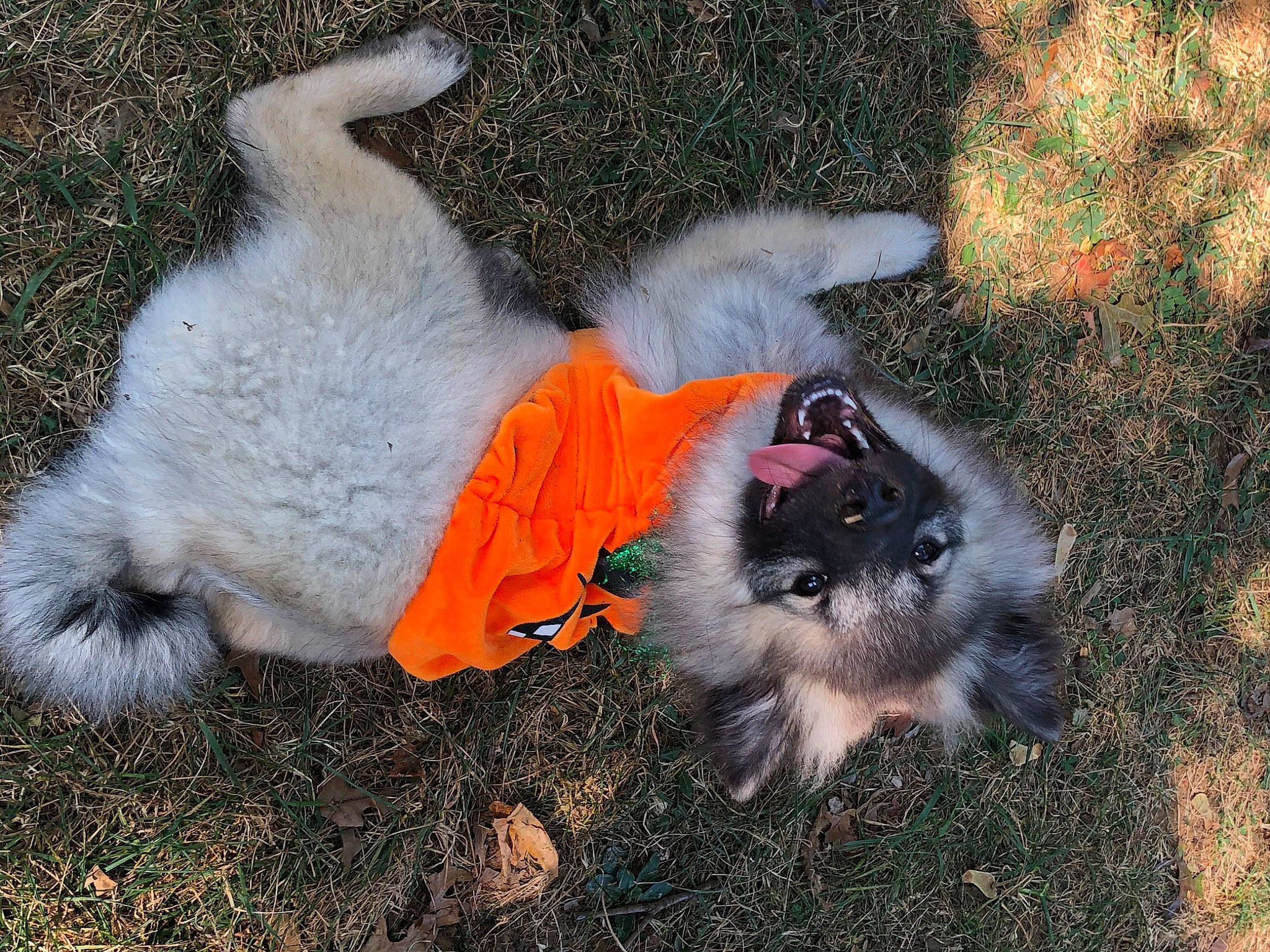 Ivy is registered to the contest to win money with this photo: canidae, carnivore, collar, companion_dog, dog_breed, dog_supply, fawn, felidae, fur, grass, non_sporting_group, paw, pet_supply, small_to_medium_sized_cats, snout, soil, sporting_group, tail, toy_dog, whiskers