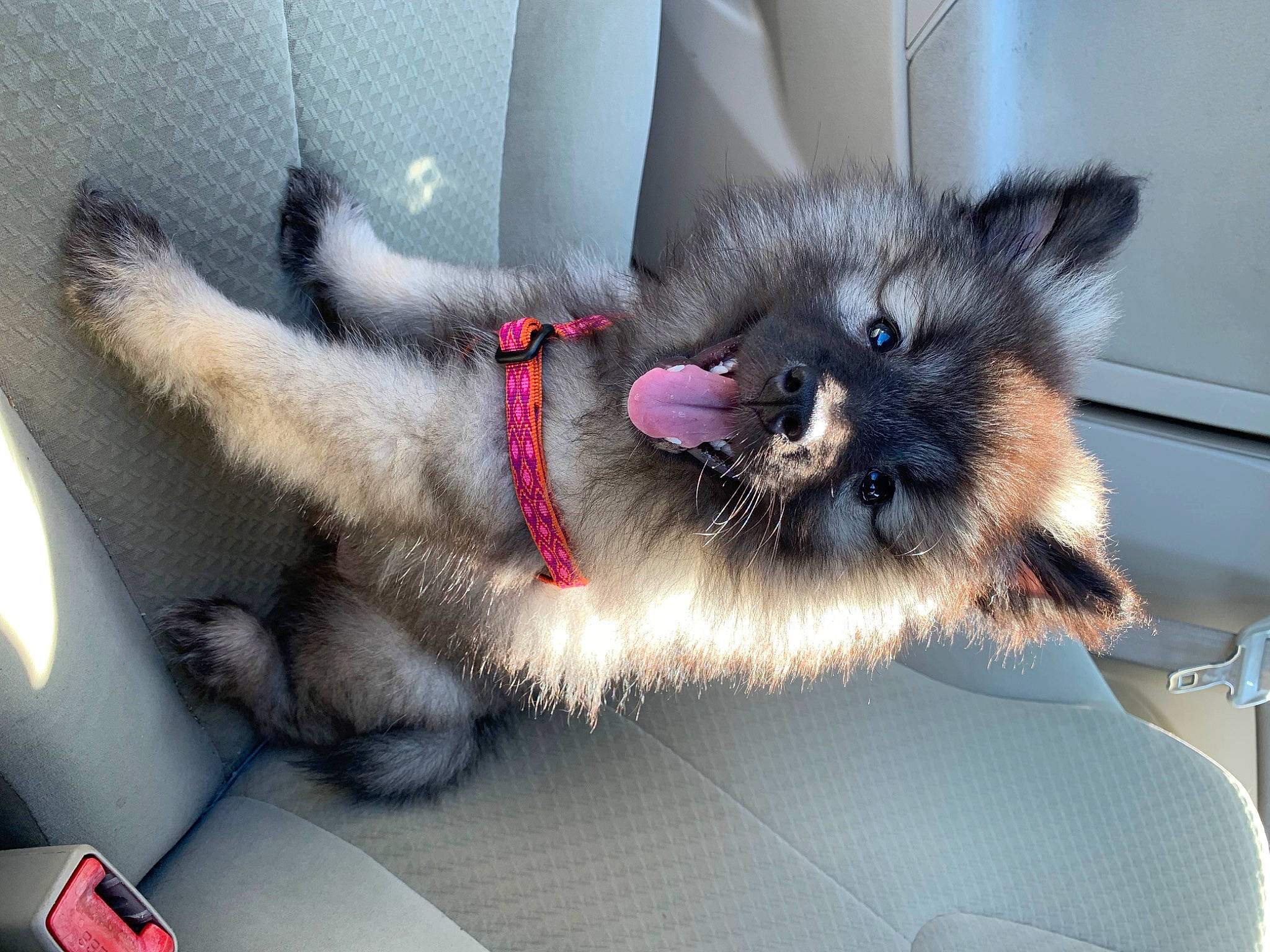 Ivy joined the competition — help win amazing prizes! canidae, carnivore, cat, claw, comfort, companion_dog, dog_breed, fawn, felidae, foot, fur, paw, small_to_medium_sized_cats, snout, tail, terrestrial_animal, whiskers