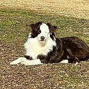 Josie is registered to the contest to win money with this photo: animal, black, border_collie, brown, canine, daylight, dog, fur, grass, ground, lying_down, mammal, nature, one_eye_closed, outdoor, pet, relaxed, resting, sunlight, white