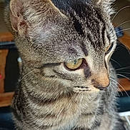 Tigrou participe au concours pour gagner de l'argent avec cette photo : cat, tabby_cat, close_up, fur, whiskers, ears, eyes, pet, indoor, animal, curious, feline, striped, face, portrait, domestic_animal, young_cat, mammal, cute, focus