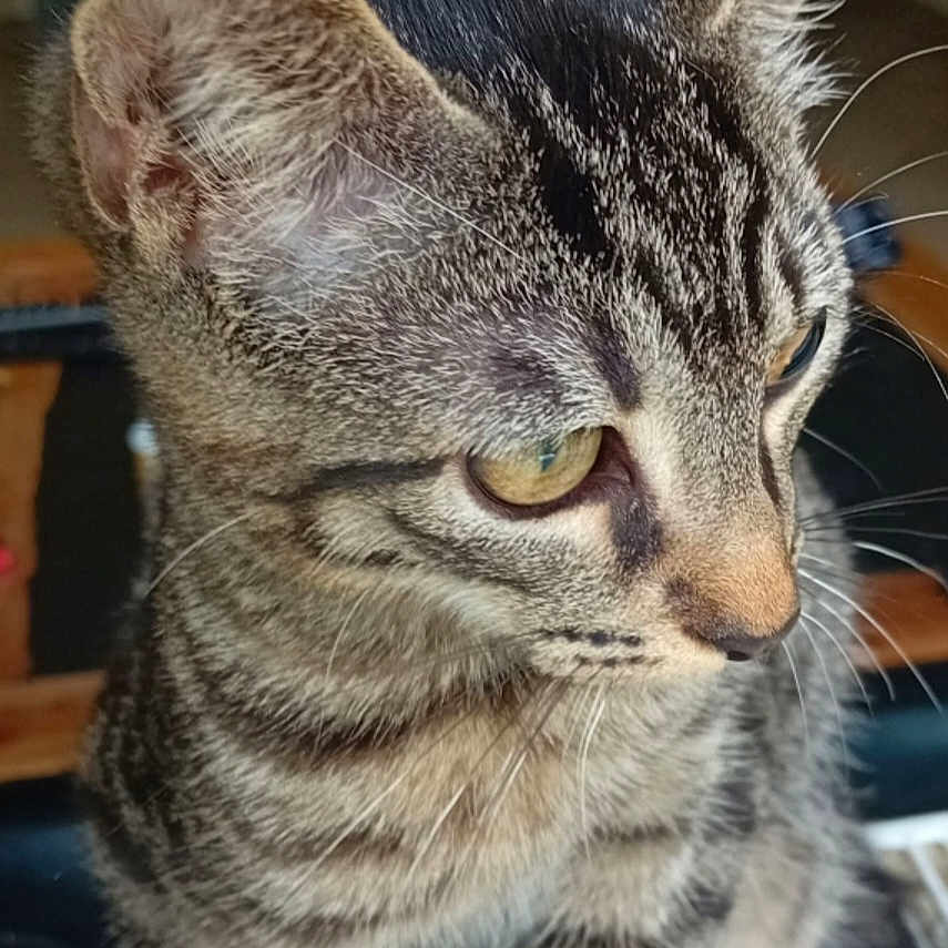 Tigrou participe au concours pour gagner de l'argent avec cette photo : animal, cat, close_up, curious, cute, domestic_animal, ears, eyes, face, feline, focus, fur, indoor, mammal, pet, portrait, striped, tabby_cat, whiskers, young_cat