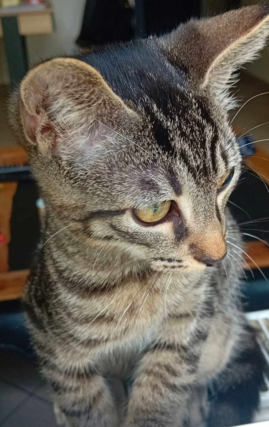 Tigrou participe au concours pour gagner de l'argent avec cette photo : cat, tabby_cat, close_up, fur, whiskers, ears, eyes, pet, indoor, animal, curious, feline, striped, face, portrait, domestic_animal, young_cat, mammal, cute, focus