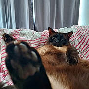 Baloo joined the competition — help win amazing prizes! animal, bed, blanket, cat, close_up, cozy, curtain, domestic, floral_pattern, funny_expression, fur, indoor, lying_down, mammal, paw, pet, relaxed, siamese_cat, striped, wide_eyes