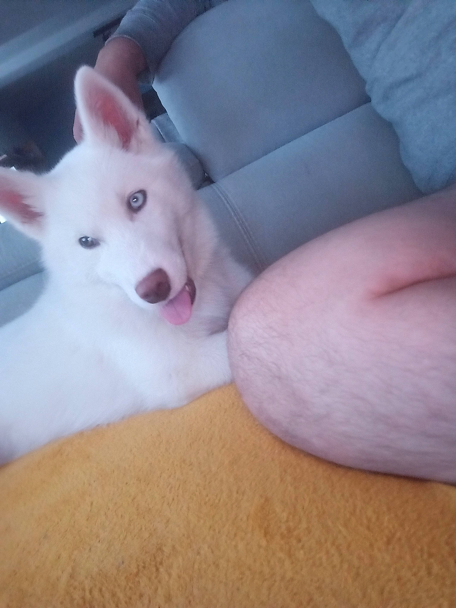 Loup a rejoint le concours — aidez-le/la à gagner de superbes lots ! canidae, carnivore, comfort, companion_dog, dog, dog_breed, ear, fawn, felidae, flesh, foot, fur, head, jaw, nail, paw, snout, terrestrial_animal, whiskers, working_animal