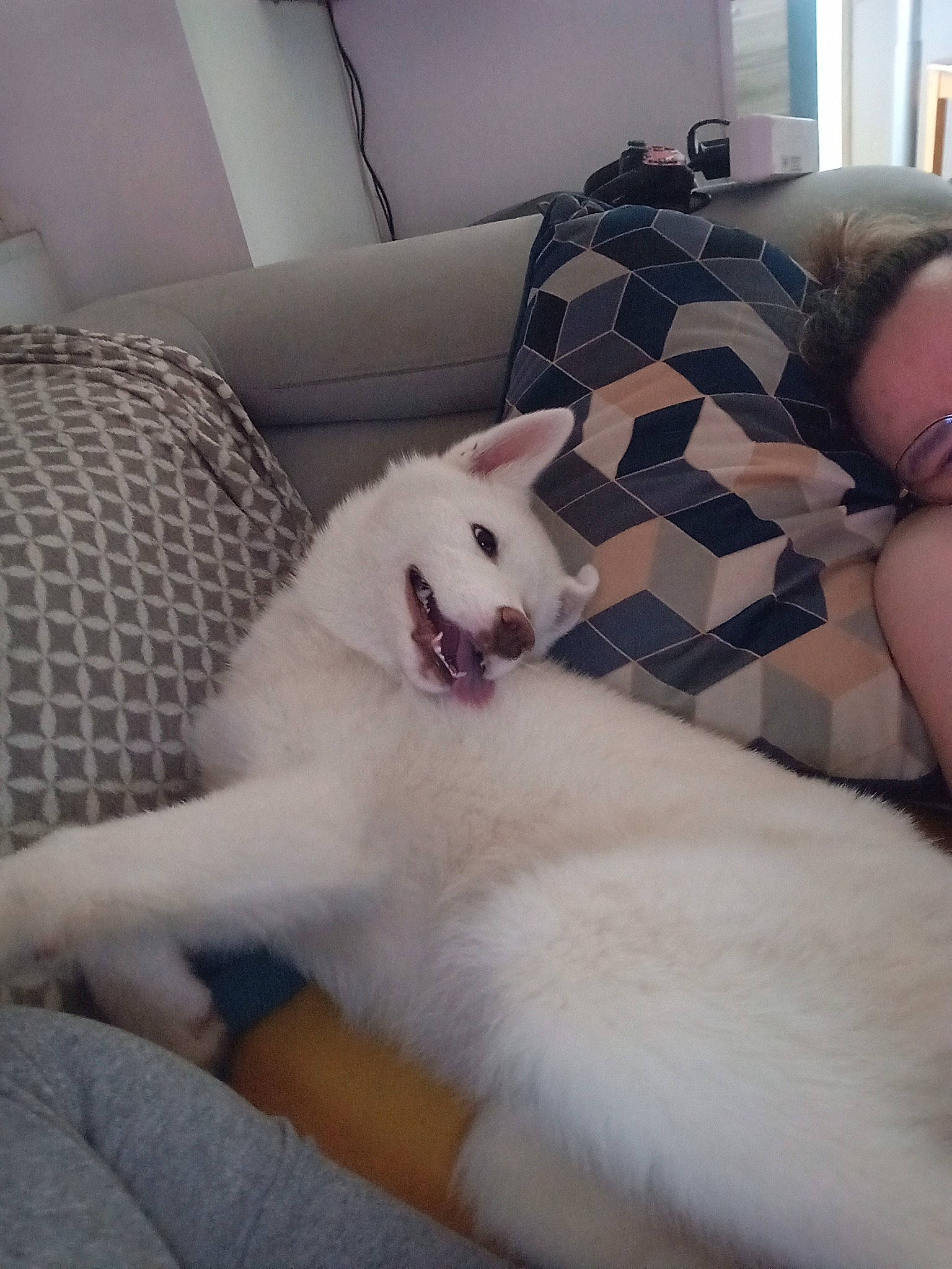 Loup participe au concours pour gagner de l'argent avec cette photo : bedding, carnivore, comfort, companion_dog, couch, dog, dog_breed, fawn, felidae, flooring, fur, human_leg, living_room, room, sitting, small_to_medium_sized_cats, tail, whiskers, white, working_animal