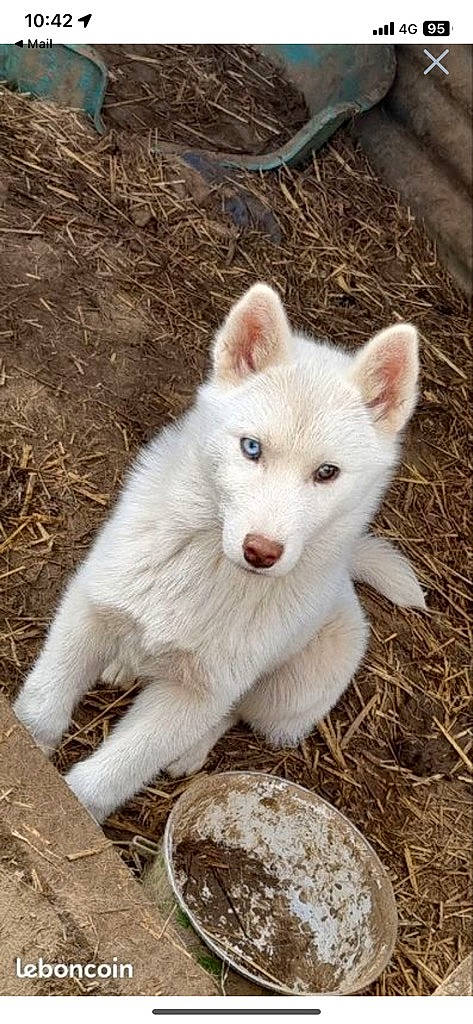 Loup a rejoint le concours — aidez-le/la à gagner de superbes lots ! ancient_dog_breeds, canidae, canis, canis_lupus_tundrarum, carnivore, companion_dog, dog, dog_breed, fur, grass, non_sporting_group, snout, sporting_group, terrestrial_animal, wildlife, wolf