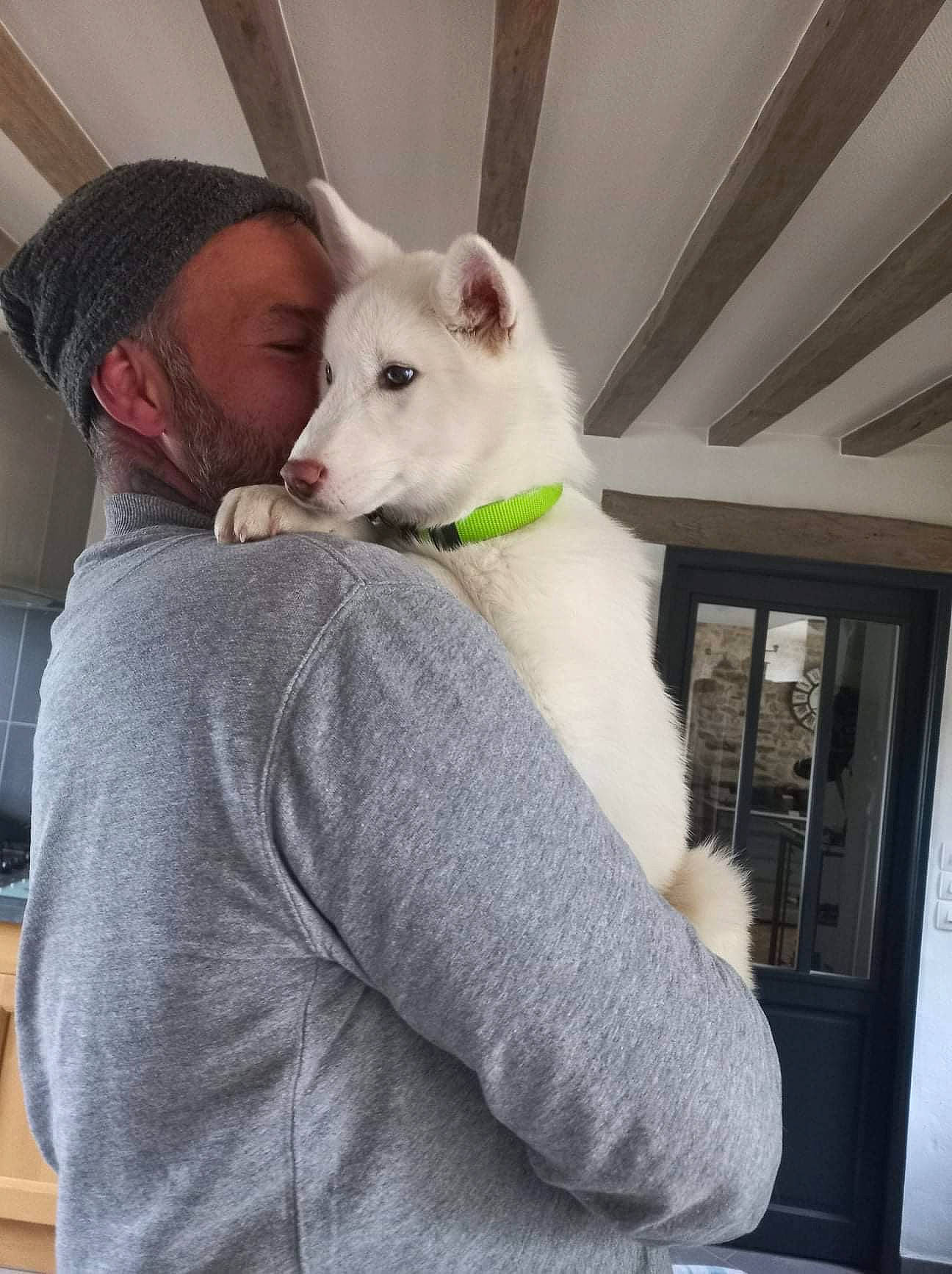 Loup participe au concours pour gagner de l'argent avec cette photo : bull_terrier, canidae, carnivore, collar, comfort, companion_dog, dog, dog_breed, dog_collar, ear, eye, fawn, fur, giant_dog_breed, sitting, snout, sporting_group, t_shirt, whiskers, working_animal