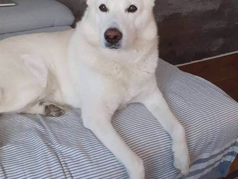 Ganesh participe au concours pour gagner de l'argent avec cette photo : carnivore, collar, comfort, companion_dog, composite_material, dog, dog_breed, dog_collar, fang, fur, non_sporting_group, paw, pet_supply, snout, sporting_group, tail, terrestrial_animal, whiskers, white, working_animal