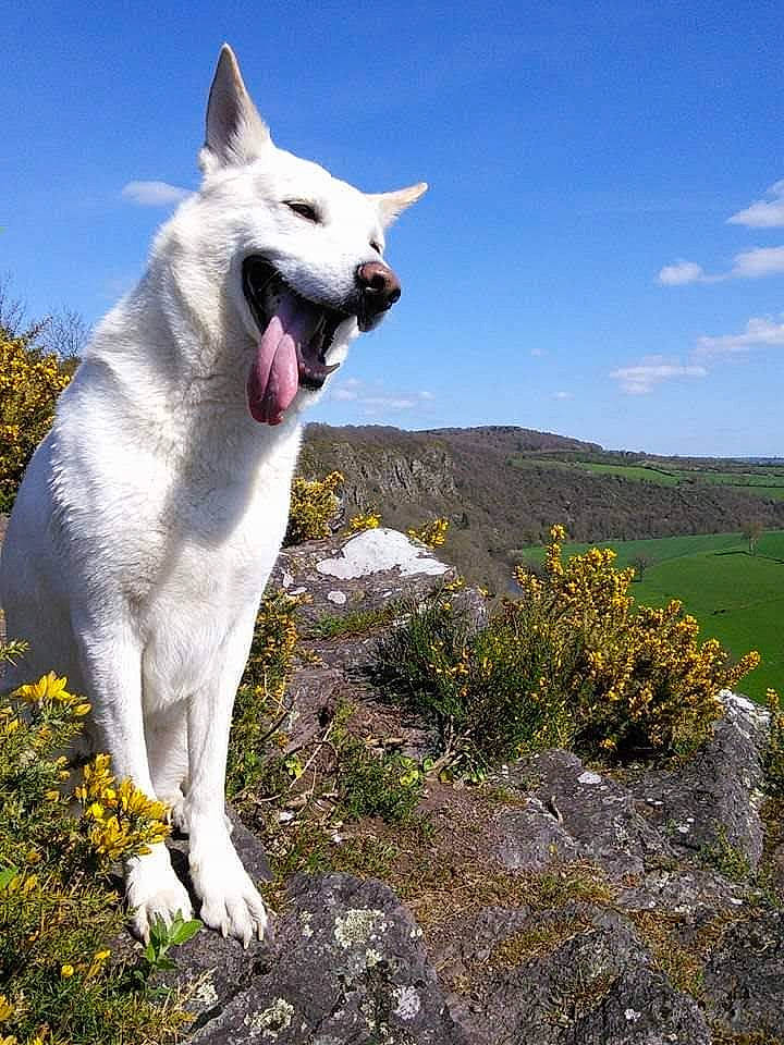 Ganesh participe au concours pour gagner de l'argent avec cette photo : canidae, carnivore, cloud, collar, companion_dog, dog, dog_breed, dog_collar, fang, fawn, flower, grass, grassland, pasture, plant, sky, sporting_group, tail, terrestrial_animal, working_animal