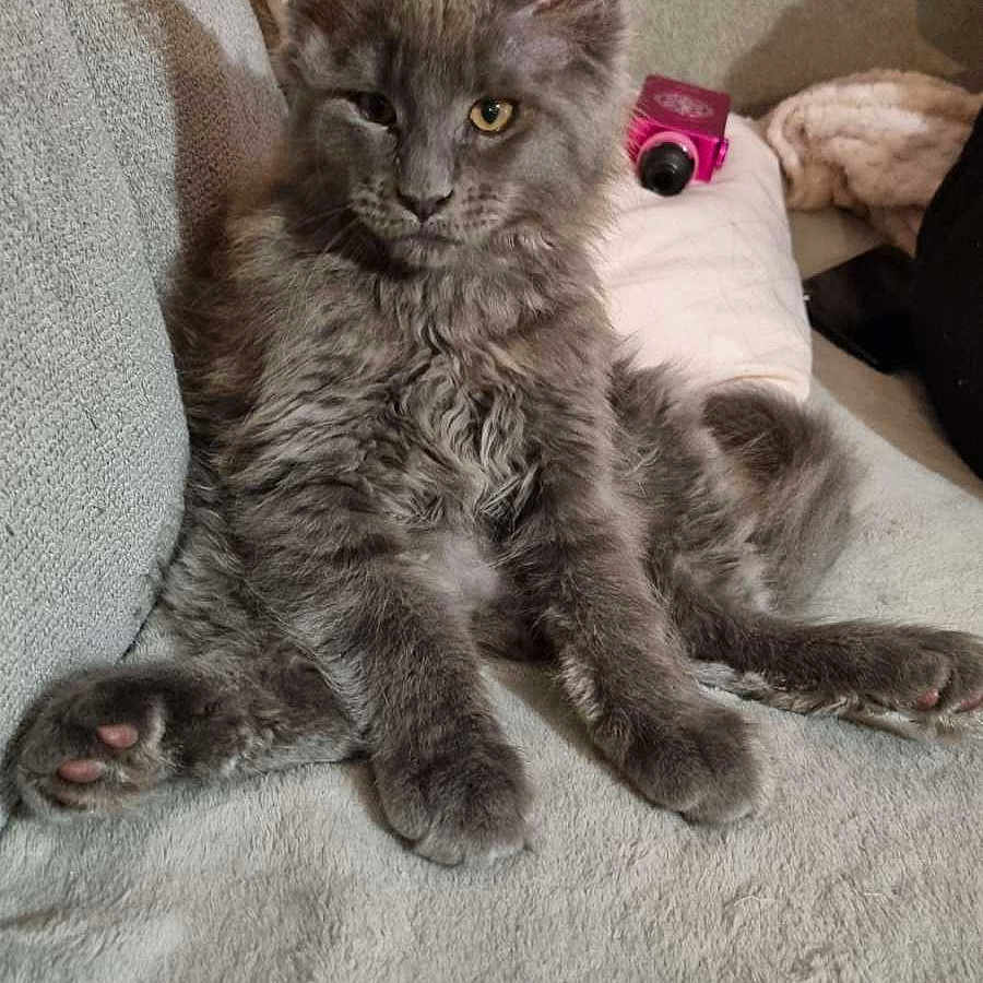 Zéphir a rejoint le concours — aidez-le/la à gagner de superbes lots ! abyssinian, angora, animal, bed, blanket, cat, chair, couch, cushion, furniture, homedecor, indoors, kitten, linen, manx, person, pet, pillow, quilt, sleeping