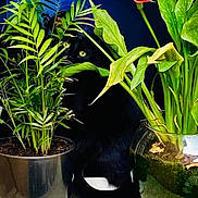 Tyana a rejoint le concours — aidez-le/la à gagner de superbes lots ! animal, anthurium, araceae, blackcat, cat, cookware, flower, flowerarrangement, herbal, ikebana, jar, leaf, pet, petal, plant, planter, pot, pottedplant, pottery, vase