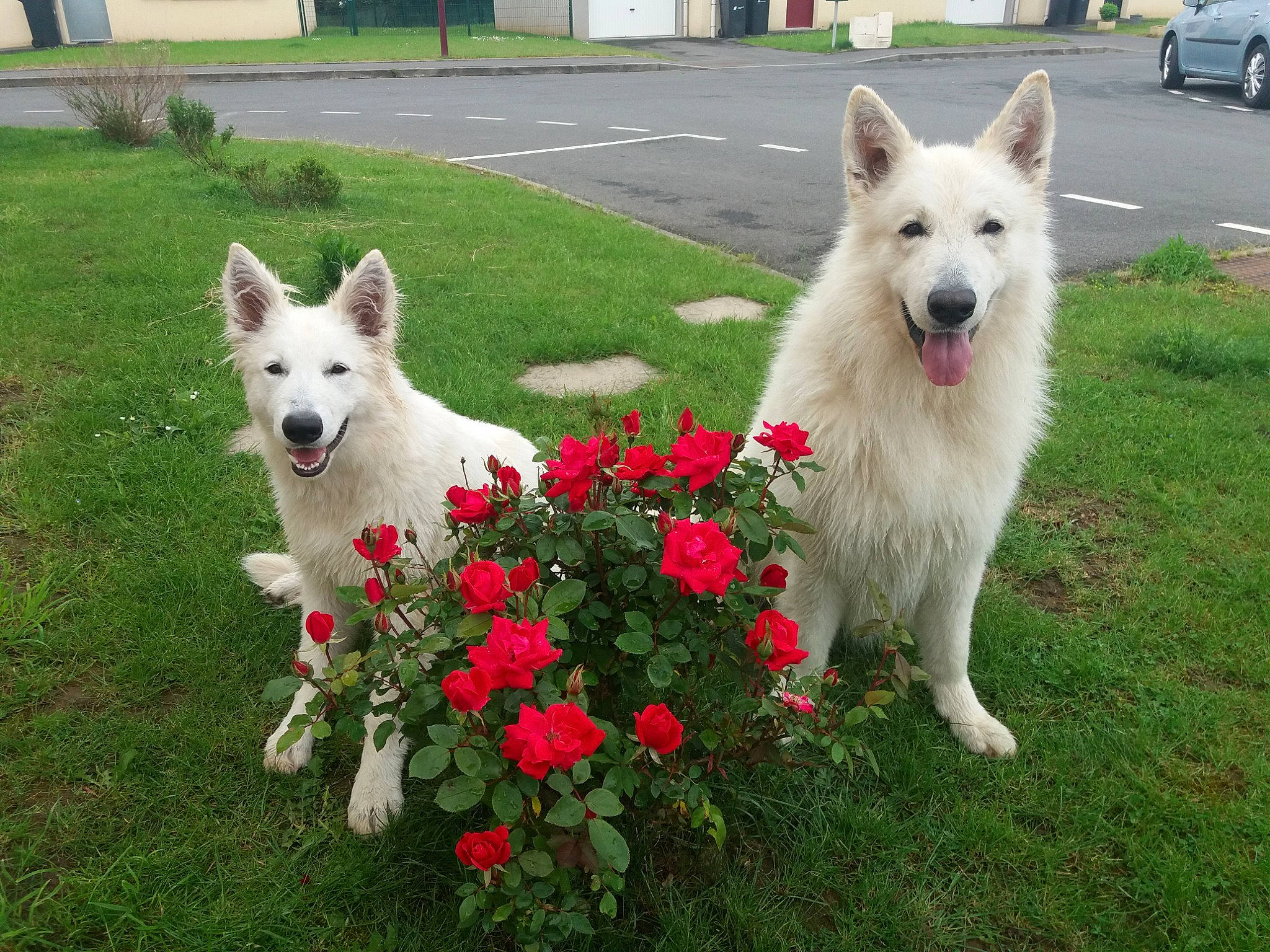 Néo Et Rosco participe au concours pour gagner de l'argent avec cette photo : canidae, car, carnivore, collar, compact_van, companion_dog, dog, dog_breed, dog_collar, dog_supply, fawn, flower, grass, petal, plant, sporting_group, tail, tire, vehicle, wheel