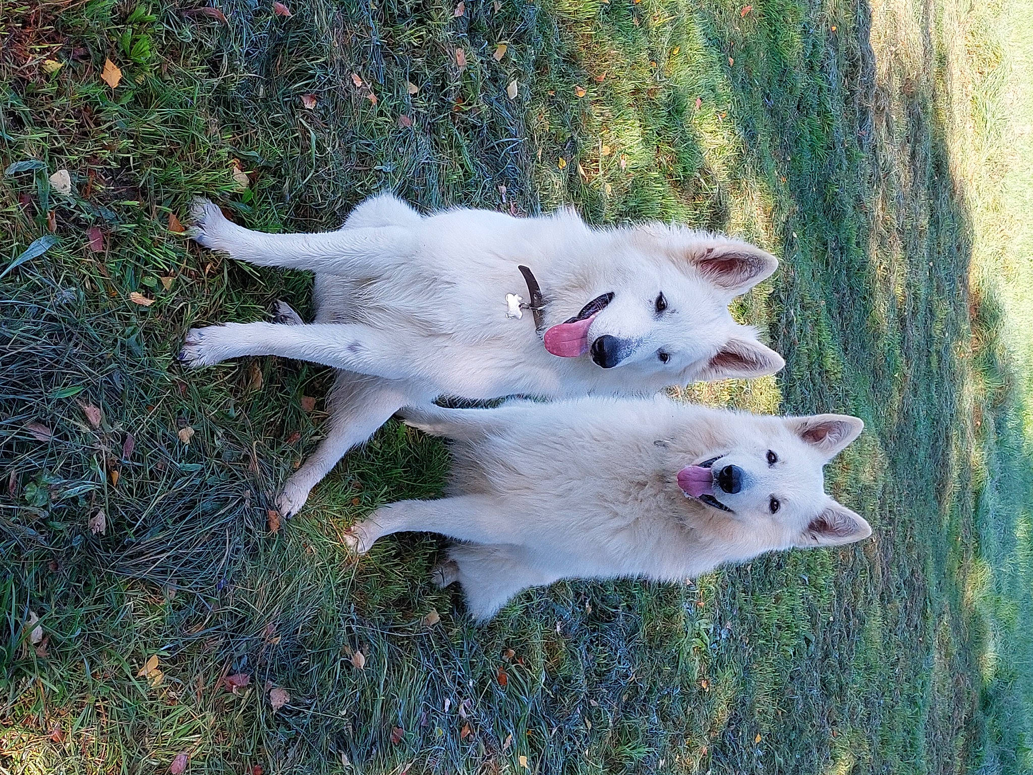 Néo Et Rosco a rejoint le concours — aidez-le/la à gagner de superbes lots ! american_eskimo_dog, ancient_dog_breeds, canidae, carnivore, collar, companion_dog, dog, dog_breed, fawn, fur, grass, indian_spitz, japanese_spitz, non_sporting_group, samoyed, sporting_group, tail, white_shepherd, working_animal, working_dog