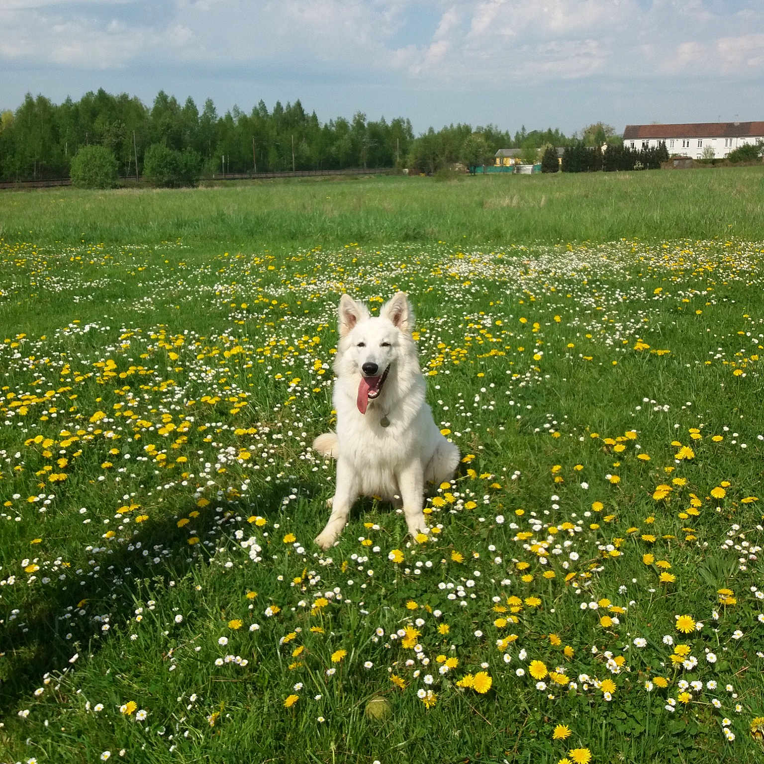 Rosco
