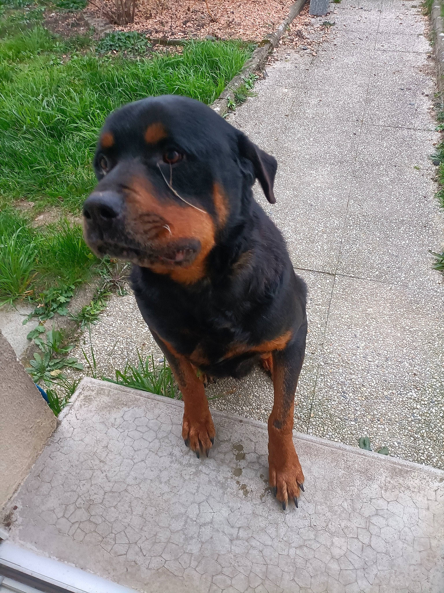 Itoo a rejoint le concours — aidez-le/la à gagner de superbes lots ! carnivore, companion_dog, dog, dog_breed, grass, hound, hunting_dog, plant, snout, sporting_group, terrestrial_animal, working_animal, working_dog