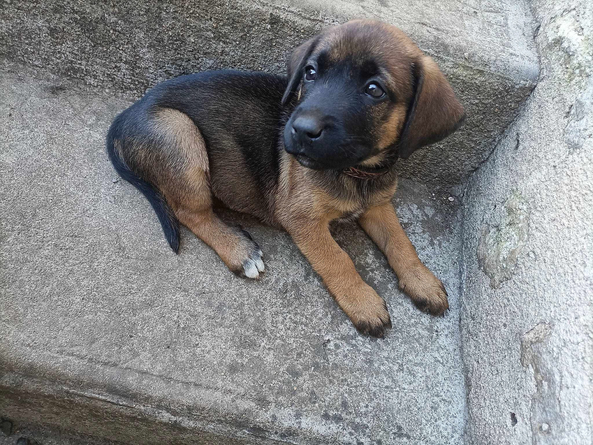 Nala a rejoint le concours — aidez-le/la à gagner de superbes lots ! canidae, carnivore, companion_dog, dog, dog_breed, fawn, grey, hunting_dog, liver, paw, snout, sporting_group, terrestrial_animal, working_animal