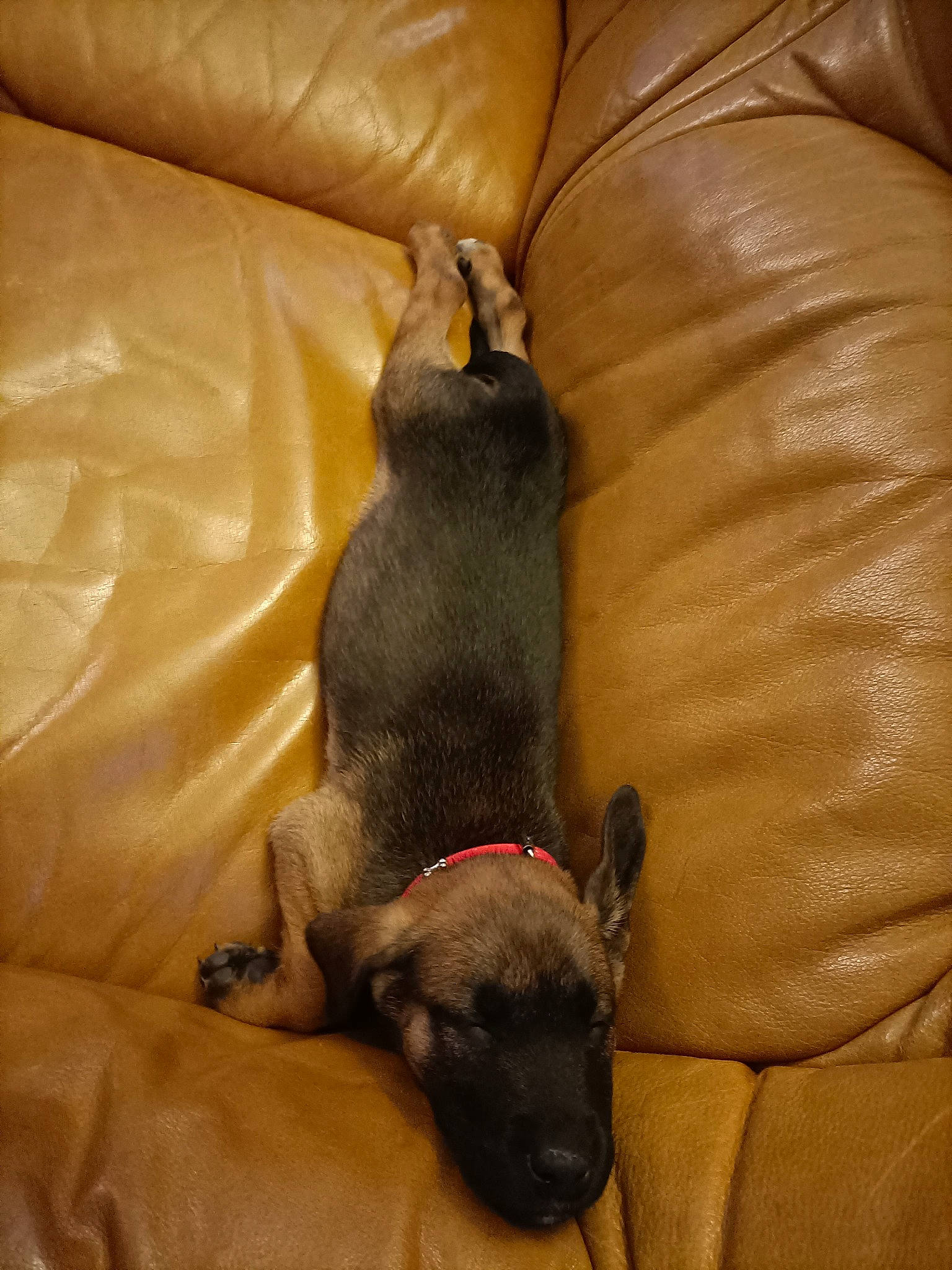 Nala a rejoint le concours — aidez-le/la à gagner de superbes lots ! bean_bag, brown, canidae, carnivore, comfort, companion_dog, dog, dog_breed, fawn, felidae, fur, linens, small_to_medium_sized_cats, snout, sporting_group, tail, terrestrial_animal, whiskers, wood, working_animal