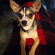 Chucho joined the competition — help win amazing prizes! blanket, chihuahua, close_up, collar, cozy, cute, dog, ears, furniture, home_interior, indoor, looking_at_camera, paws, pet, plaid, portrait, red_blanket, small_dog, tile_floor, wide_eyes