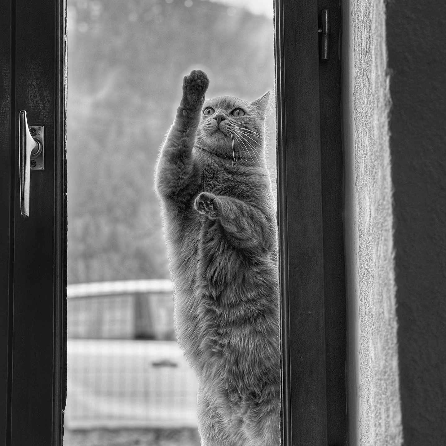 Simba a rejoint le concours — aidez-le/la à gagner de superbes lots ! alert, animal, black_and_white, blurred_background, car, cat, curious, door, doorframe, feline, glass, nature, outdoor, paw, pet, standing, texture, upraised_paw, whiskers, window