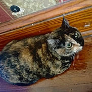 Annie is registered to the contest to win money with this photo: animal, cat, closeup, cozy, curious, domestic_cat, ears, feline, flooring, fur, green_eyes, home, indoor, looking_up, mammal, pet, sitting, tortoiseshell_cat, whiskers, wood_floor