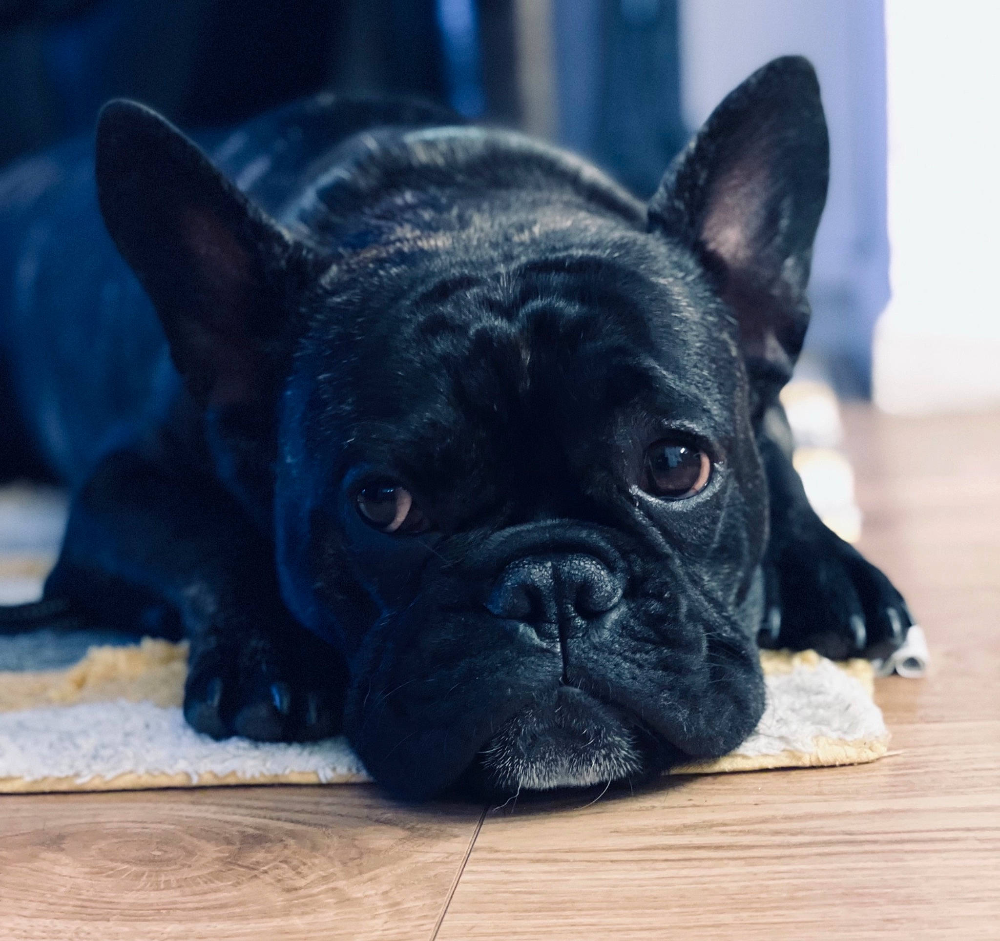 Rocco is registered to the contest to win money with this photo: canidae, carmine, carnivore, close_up, companion_dog, dog, dog_breed, dog_collar, ear, eye, fawn, french_bulldog, pug, snout, sporting_group, terrestrial_animal, toy_dog, whiskers, working_animal, wrinkle