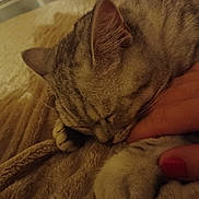 Nono participe au concours pour gagner de l'argent avec cette photo : cat, tabby, pet, sleeping, sleepy, animal, whiskers, fur, ears, face, close_up, cuddling, hand, fingers, red_nail_polish, blanket, soft, cozy, indoor, warm_lighting