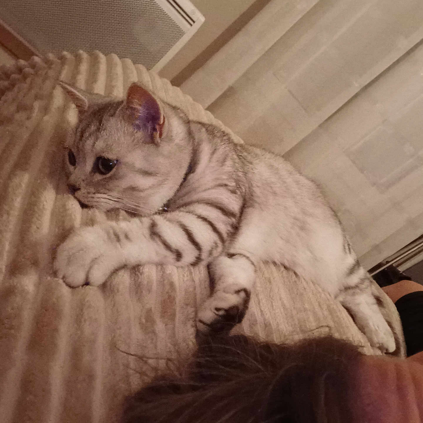 Novaa a rejoint le concours — aidez-le/la à gagner de superbes lots ! cat, kitten, striped_cat, pet, animal, furry, whiskers, ears, paws, tail, collar, sleepy, relaxed, cuddly, blanket, bed, cozy, indoors, portrait, nap