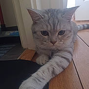 Novaa a rejoint le concours — aidez-le/la à gagner de superbes lots ! cat, kitten, gray_fur, tabby, animal, pet, face, eyes, ears, whiskers, paw, front_paw, fluffy, portrait, close_up, indoors, wooden_floor, doorway, home, cute