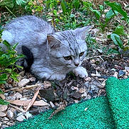 Nova a rejoint le concours — aidez-le/la à gagner de superbes lots ! cat, gray_cat, animal, pet, feline, fur, whiskers, ears, eyes, nose, paws, crouching, outdoor, garden, plants, weeds, leaves, rocks, green_carpet, nature