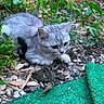 cat, gray_cat, animal, pet, feline, fur, whiskers, ears, eyes, nose, paws, crouching, outdoor, garden, plants, weeds, leaves, rocks, green_carpet, nature