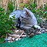 cat, gray_cat, outdoor, plants, grass, greenery, nature, animal, pet, feline, relaxing, resting, garden, leaves, rocks, ground, wildlife, closeup, side_view, quiet