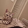 cat, close_up, collar, comfort, domestic_animal, door, ears, feline, furniture, heater, home, indoor, lying_down, pet, relaxed, resting, silver_tabby, soft_surface, striped, whiskers