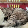cat, gray_tabby, sleeping, cozy, blanket, crate, paw, fur, pet, animal, indoor, resting, cute, whiskers, ears, tail, closeup, soft, comfort, relaxed